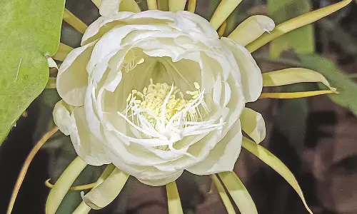 சீர்காழியில் இரவில் பூத்த பிரம்ம கமலம் மலர்கள்- பொதுமக்கள் ஏராளமானோர் வணங்கி சென்றனர்