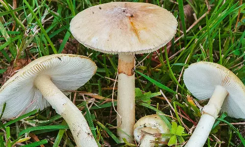 விஷ காளான்களை அறிவது எப்படி? விஷ காளான்களை அறிவது எப்படி?