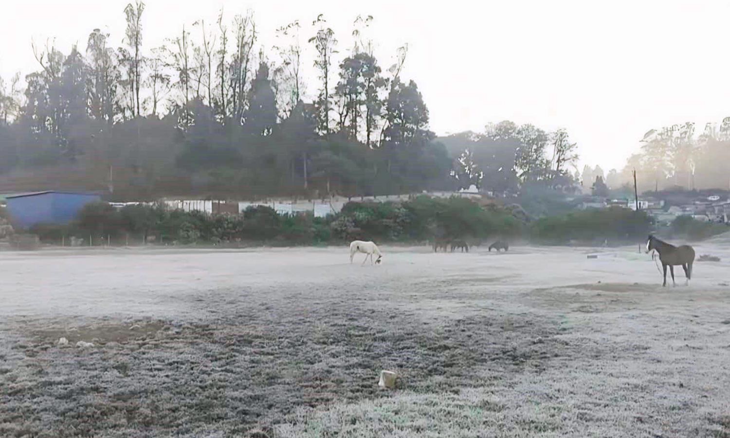 ஊட்டி, குன்னூரில் உறைபனியால் வீடுகளுக்குள் முடங்கிய பொதுமக்கள்- சுற்றுலா பயணிகள் வருகையும் குறைந்தது