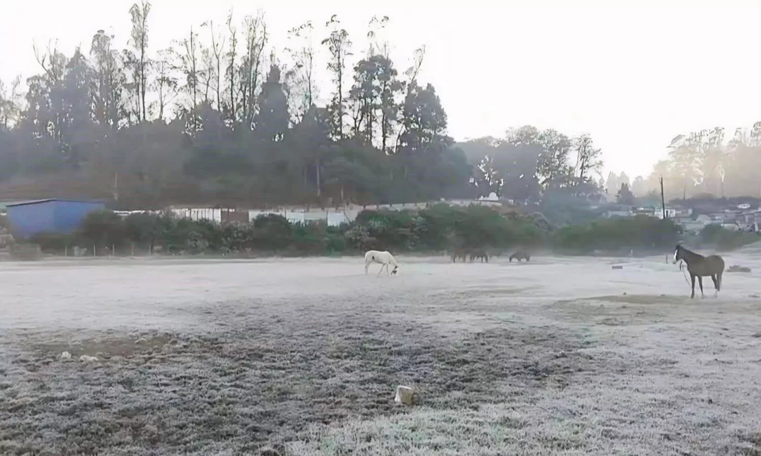 ஊட்டி, குன்னூரில் உறைபனியால் வீடுகளுக்குள் முடங்கிய பொதுமக்கள்- சுற்றுலா பயணிகள் வருகையும் குறைந்தது ஊட்டி, குன்னூரில் உறைபனியால் வீடுகளுக்குள் முடங்கிய பொதுமக்கள்- சுற்றுலா பயணிகள் வருகையும் குறைந்தது