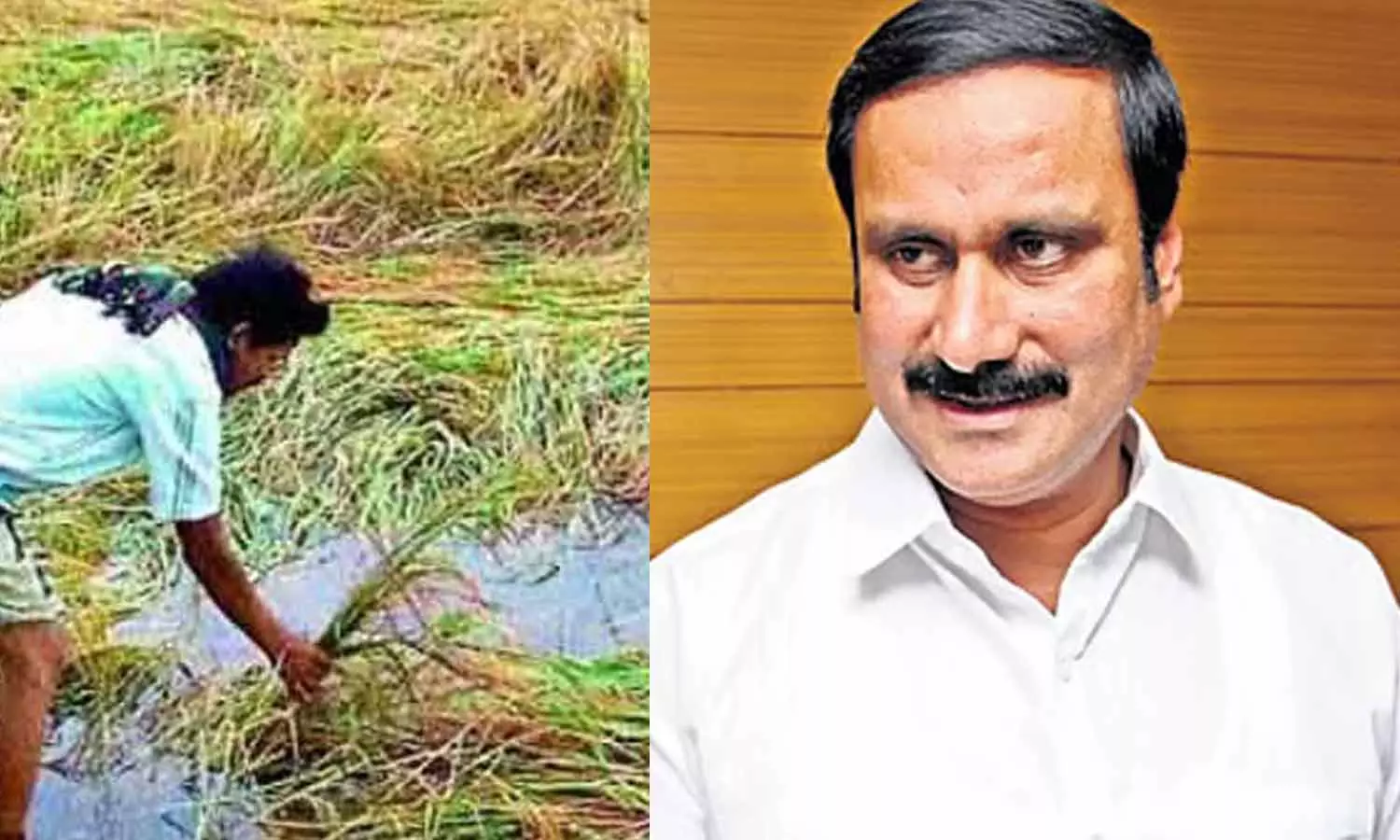 மழையால் பாதிக்கப்பட்ட பயிர்களுக்கு ஏமாற்றாமல் உடனடியாக இழப்பீடு வழங்க வேண்டும்- அன்புமணி மழையால் பாதிக்கப்பட்ட பயிர்களுக்கு ஏமாற்றாமல் உடனடியாக இழப்பீடு வழங்க வேண்டும்- அன்புமணி