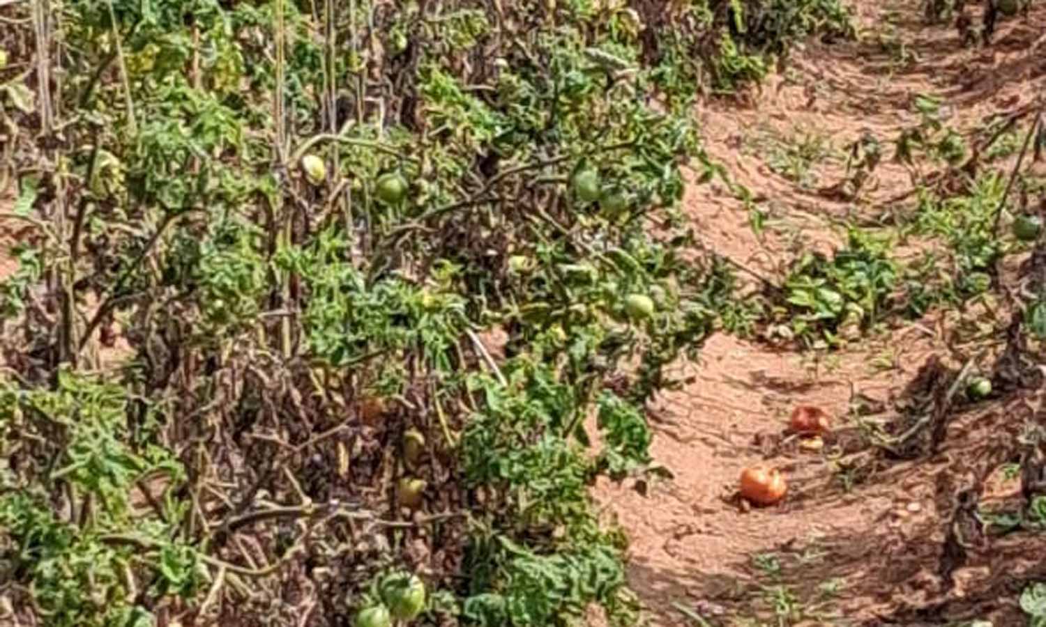 தொண்டாமுத்தூர் பகுதியில் தக்காளி சாகுபடி வீழ்ச்சி- விவசாயிகள் கவலை