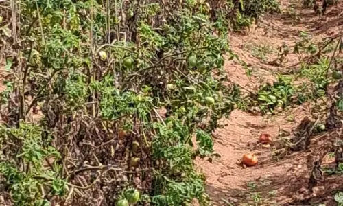 தொண்டாமுத்தூர் பகுதியில் தக்காளி சாகுபடி வீழ்ச்சி- விவசாயிகள் கவலை