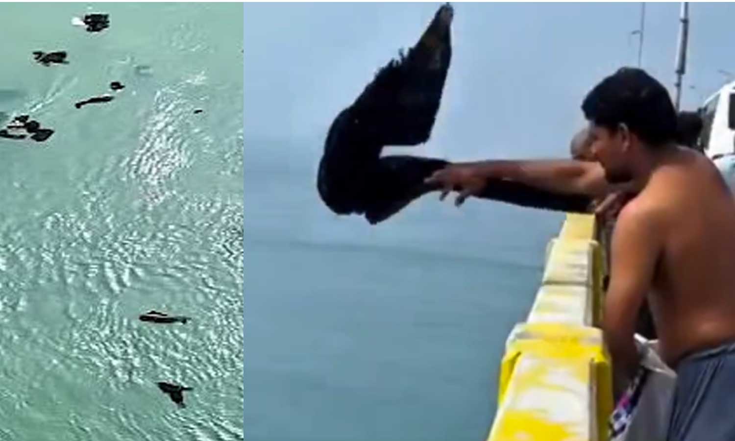 பாம்பன் கடலில் துணியை வீசும் ஐயப்ப பக்தர்கள் - கடல் வளம் பாதிக்கப்படும் அபாயம்