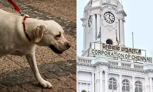 2025 REWIND: வளர்ப்பு பிராணிகள்... சென்னை மாநகராட்சி விதித்த அதிரடி கட்டுப்பாடுகள்