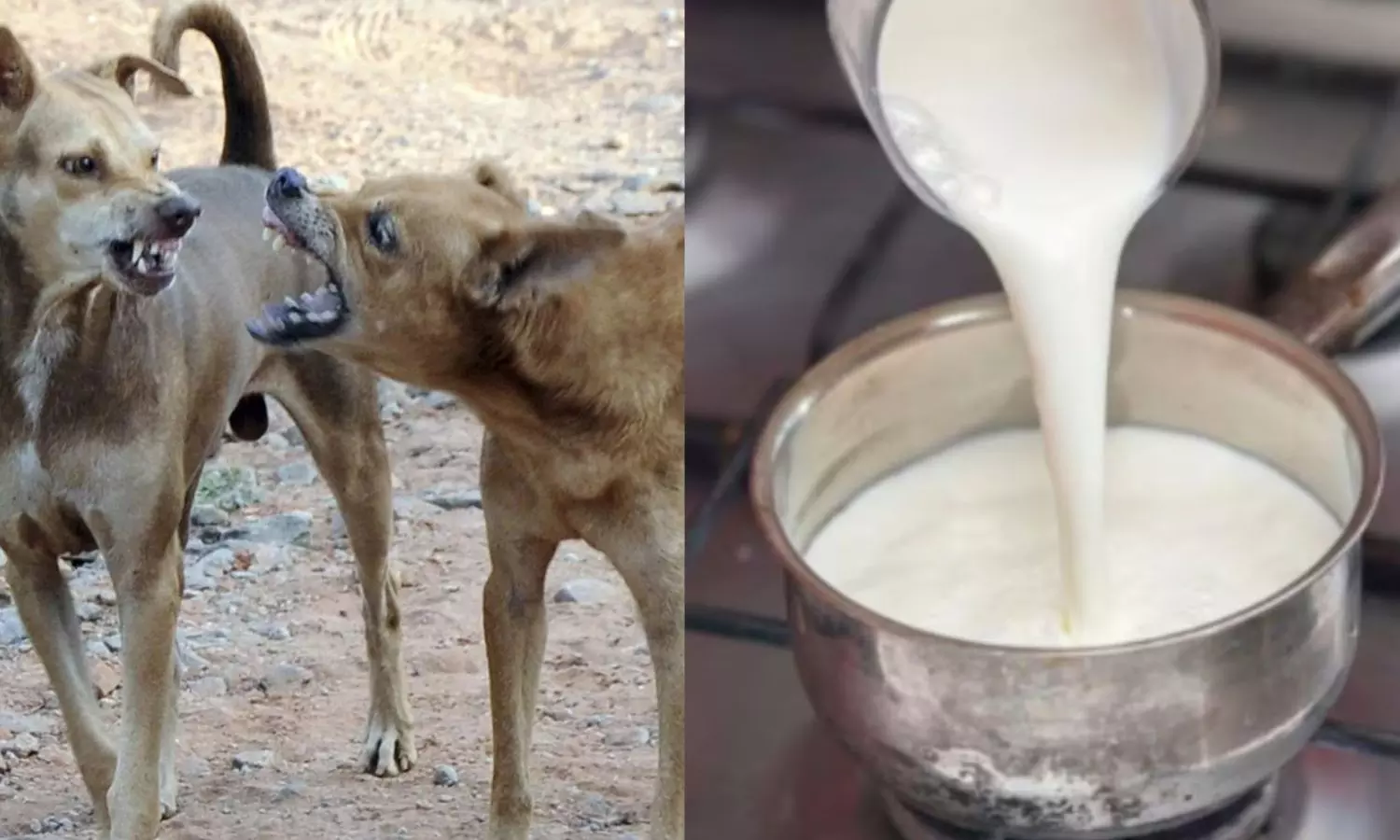 நாய் கடித்து இறந்த மாட்டின் பாலில் தயிர் பச்சடி.. சாப்பிட்ட 200 பேருக்கு ரேபிஸ் அபாயம் நாய் கடித்து இறந்த மாட்டின் பாலில் தயிர் பச்சடி.. சாப்பிட்ட 200 பேருக்கு ரேபிஸ் அபாயம்