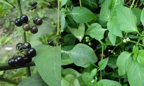 மருத்துவ குணங்கள் நிறைந்த மணத்தக்காளி கீரை