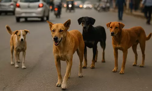 தெருநாய் கணக்கெடுப்பு பணிகளுக்கு ஆசிரியர்களை உட்படுத்த டெல்லி அரசு உத்தரவு!