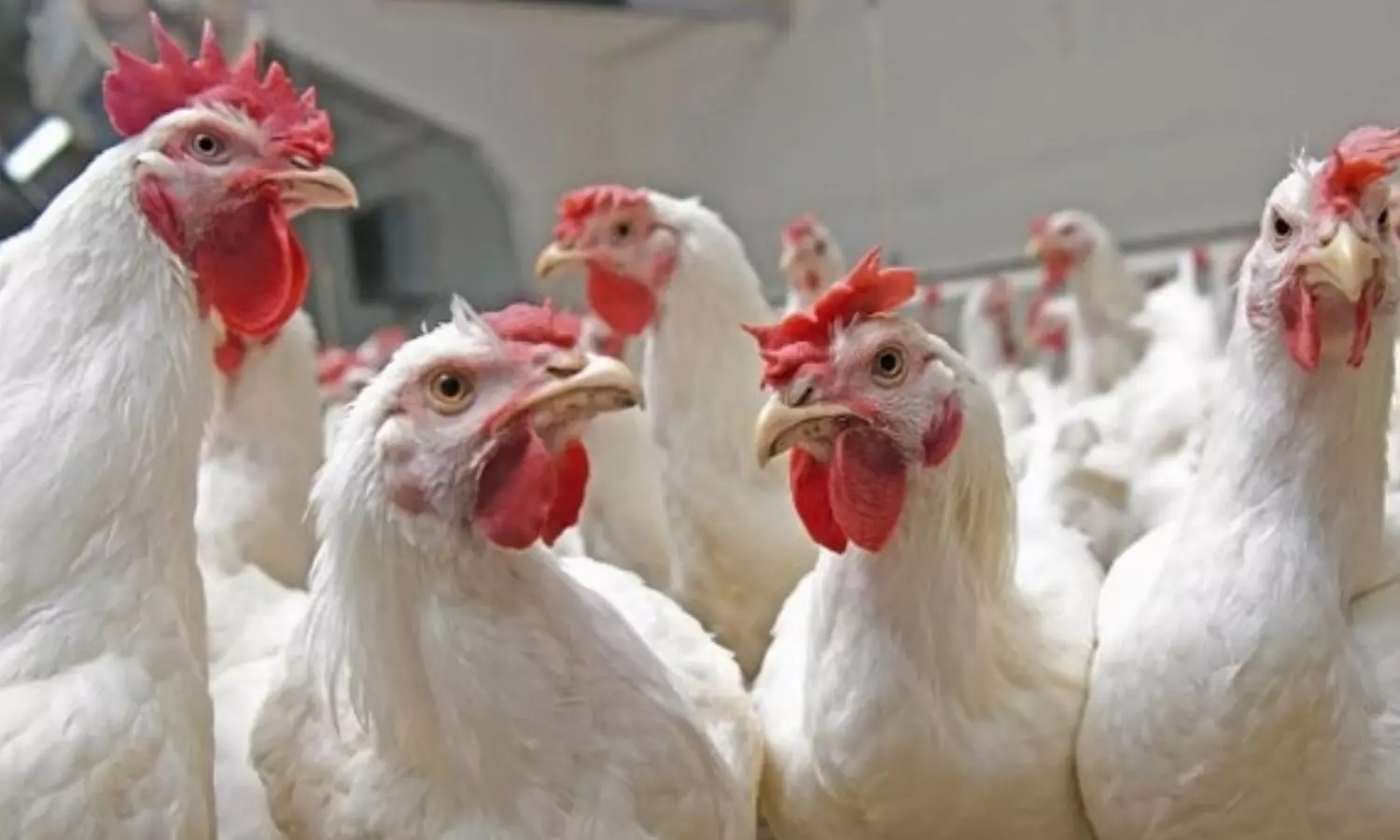 பறவைக்காய்ச்சல் எதிரொலி: கேரளாவில் இருந்து கோழிகள் ஏற்றி வரும் வாகனங்களுக்கு தடை- கலெக்டர் உத்தரவு