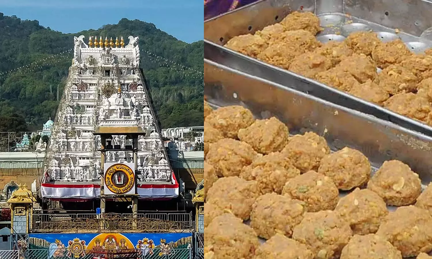 ஏழுமலையான் பக்தர்களின் அமோக ஆதரவு: 2025-ல் 13.52 கோடி லட்டுகள் விற்பனை ஏழுமலையான் பக்தர்களின் அமோக ஆதரவு: 2025-ல் 13.52 கோடி லட்டுகள் விற்பனை