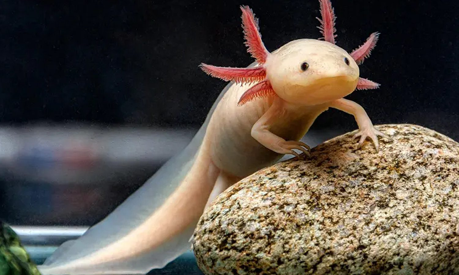 ஆக்சோலோட்ல் (Axolotl)- மருத்துவ உலகின் அதிசயம்
