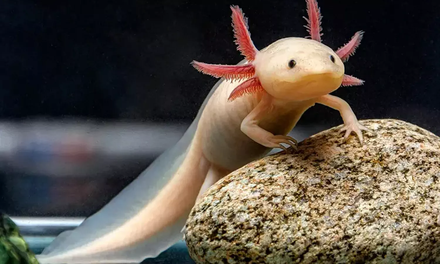 ஆக்சோலோட்ல் (Axolotl)- மருத்துவ உலகின் அதிசயம்