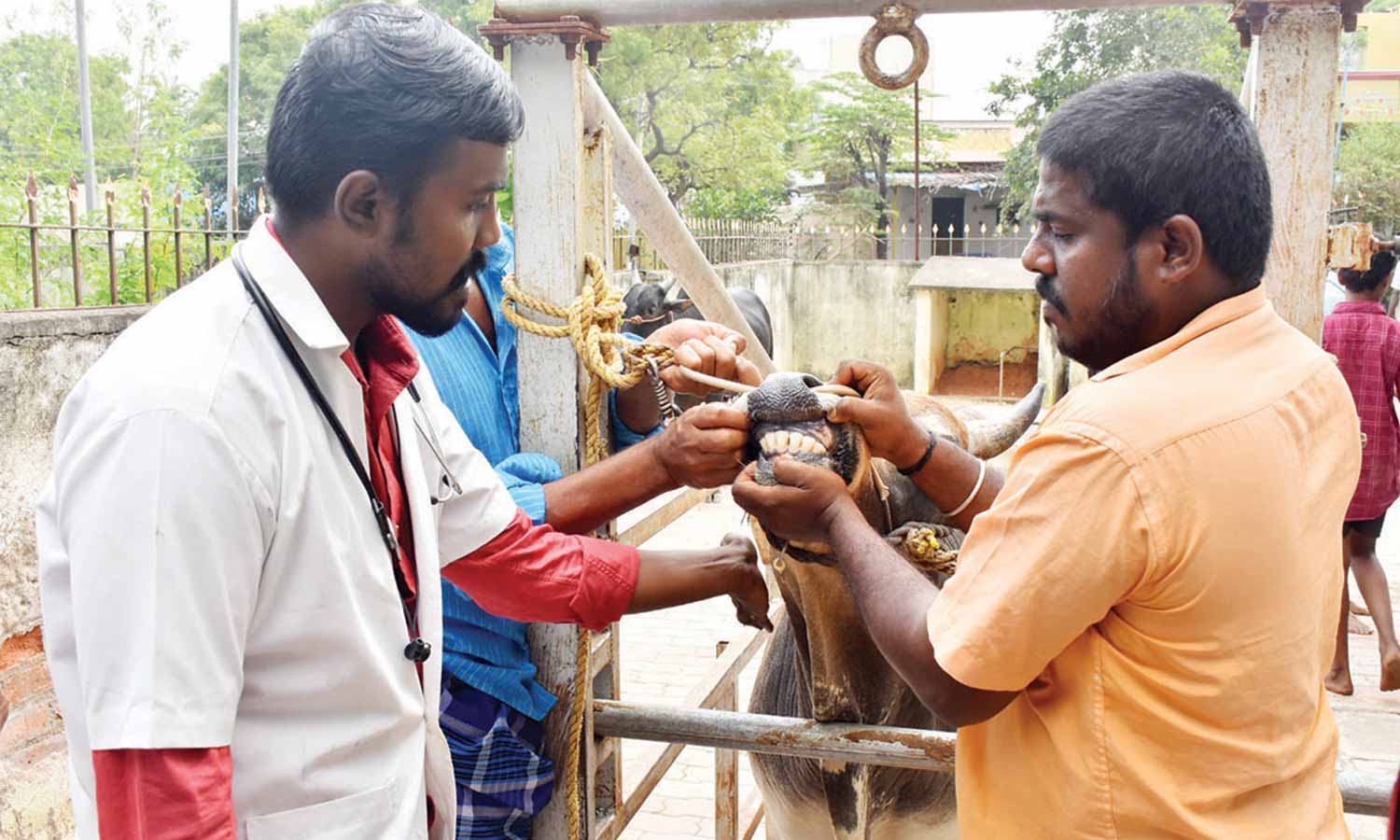வருகிற 15-ந்தேதி அவனியாபுரம் ஜல்லிக்கட்டு: காளைகளுக்கான உடற்தகுதி பரிசோதனை தொடக்கம்