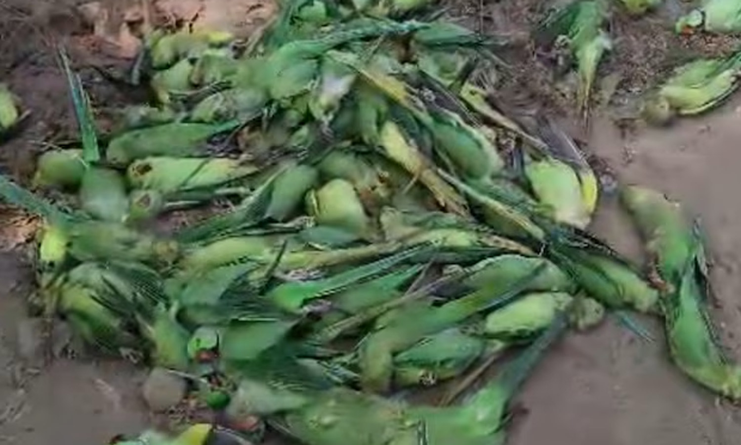 மத்தியப் பிரதேசத்தில் உணவு விஷத்தால் 200 கிளிகள் உயிரிழப்பு