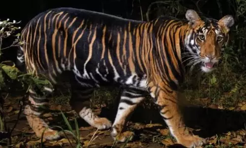 இந்தியாவில் ஒரே ஆண்டில் 166 புலிகள் மரணம்- மத்திய பிரதேசத்தில் மட்டும் 55 புலிகள் உயிரிழப்பு