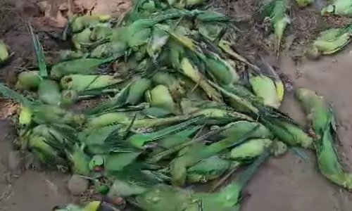 மத்தியப் பிரதேசத்தில் உணவு விஷத்தால் 200 கிளிகள் உயிரிழப்பு