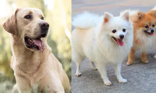 சென்னைவாசிகள் விரும்பி வளர்க்கும் நாய் இனம் எது தெரியுமா?