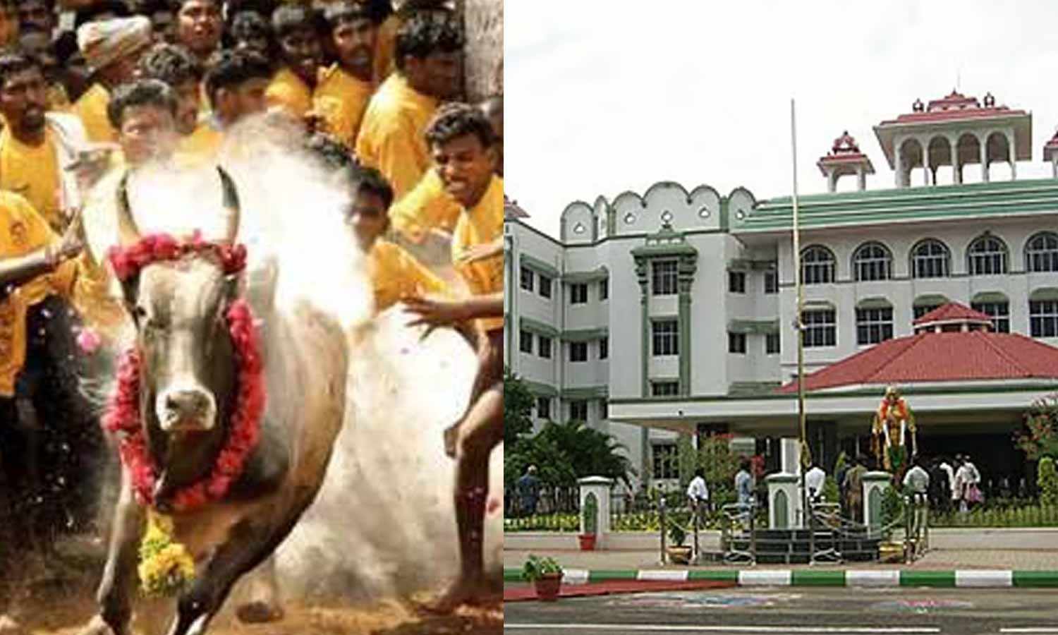 ஐ.பி.எல். போட்டி போல் கிடையாது: ஜல்லிக்கட்டு போட்டிகளை அரசே நடத்த உயர்நீதிமன்ற மதுரை கிளை உத்தரவு