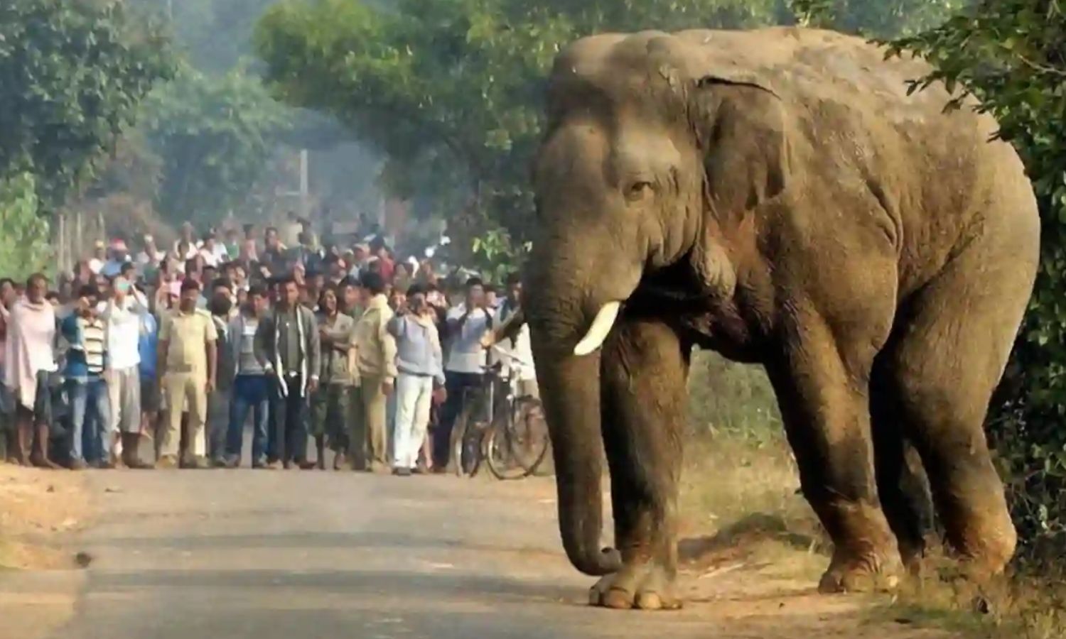 ஜார்க்கண்டில் ஒற்றை யானை அட்டகாசம்: 2 நாட்களில் 13 பேர் பலி - பீதியில் மக்கள்!