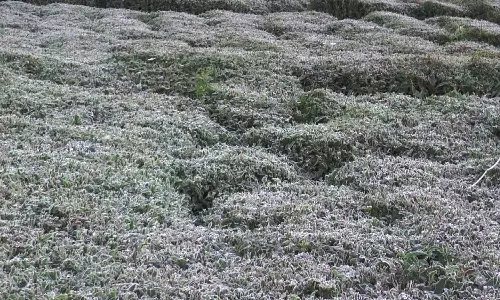 குன்னூரில் உறைபனி தீவிரம்: அதிகாலையில் கடுங்குளிரால் பொதுமக்கள் தவிப்பு