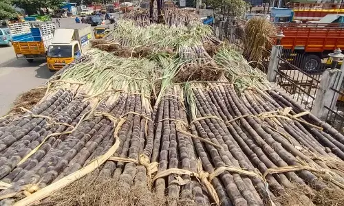 கோயம்பேடு மார்க்கெட்டில் இன்று முதல் பொங்கல் சிறப்பு சந்தை
