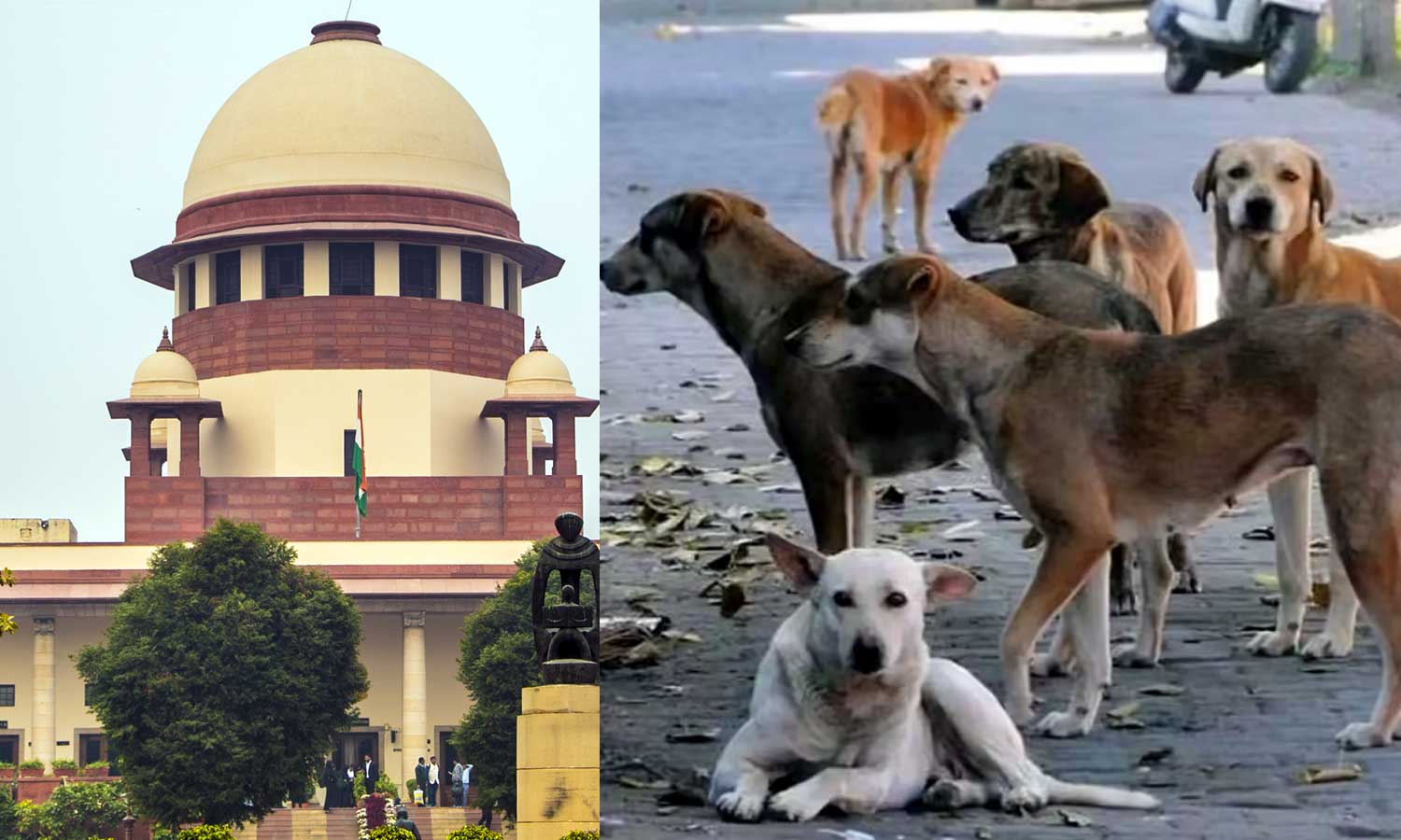 மாநிலங்கள் பெரும் இழப்பீடு வழங்க நேரிடும்: தெரு நாய் விவகாரத்தில் உச்சநீதிமன்றம் எச்சரிக்கை