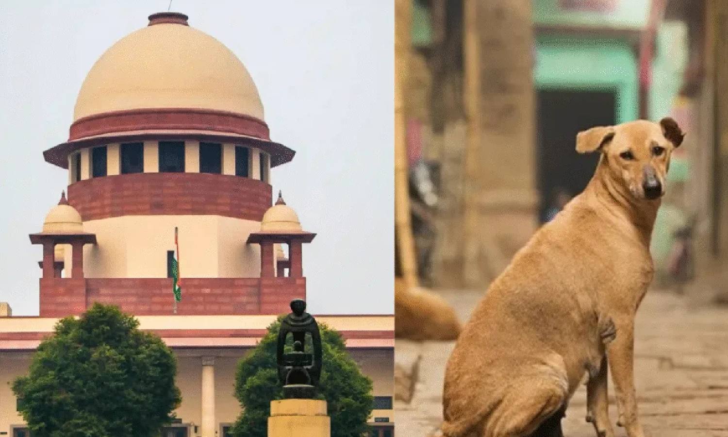 9 வயது குழந்தையை நாய்கள் தாக்கும்போது யார் பொறுப்பேற்பார்கள்? பிரச்சனையை கண்டும் காணாமல் இருக்கவேண்டுமா?  - உச்ச நீதிமன்றம் கேள்வி