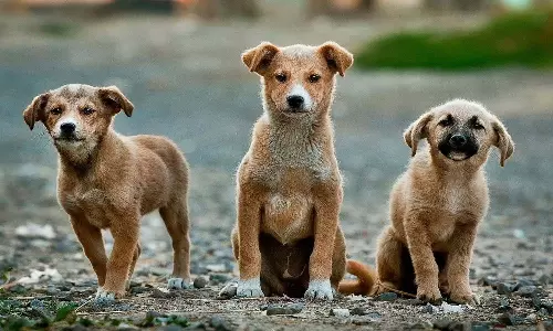 தேர்தல் வாக்குறுதியை நிறைவேற்ற தெலங்கானாவில் 500 தெருநாய்கள் விஷம் வைத்துக்கொலை!