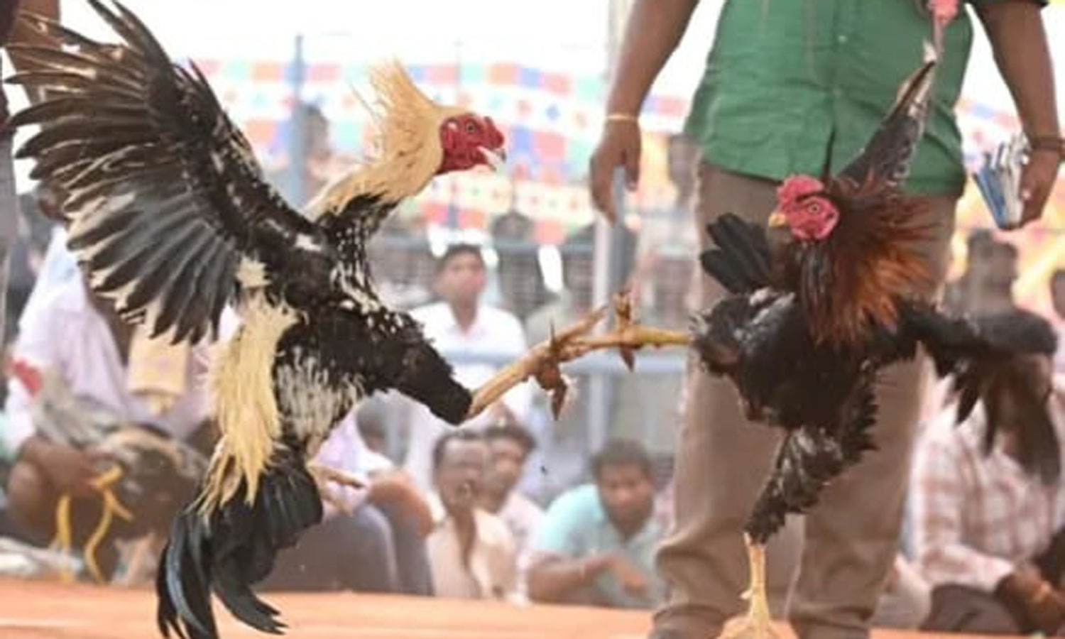 களை கட்டிய சேவல் பந்தயம்- ரூ.1.53 கோடி வென்ற விவசாயி