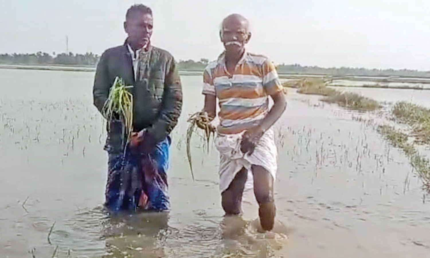 நாகையில் தொடர் மழையால் 2000 ஏக்கர் நெற்பயிர்கள் மூழ்கின - விவசாயிகள் வேதனை