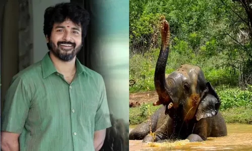வண்டலூர் உயிரியல் பூங்கா யானையை தத்தெடுத்த நடிகர் சிவகார்த்திகேயன்!