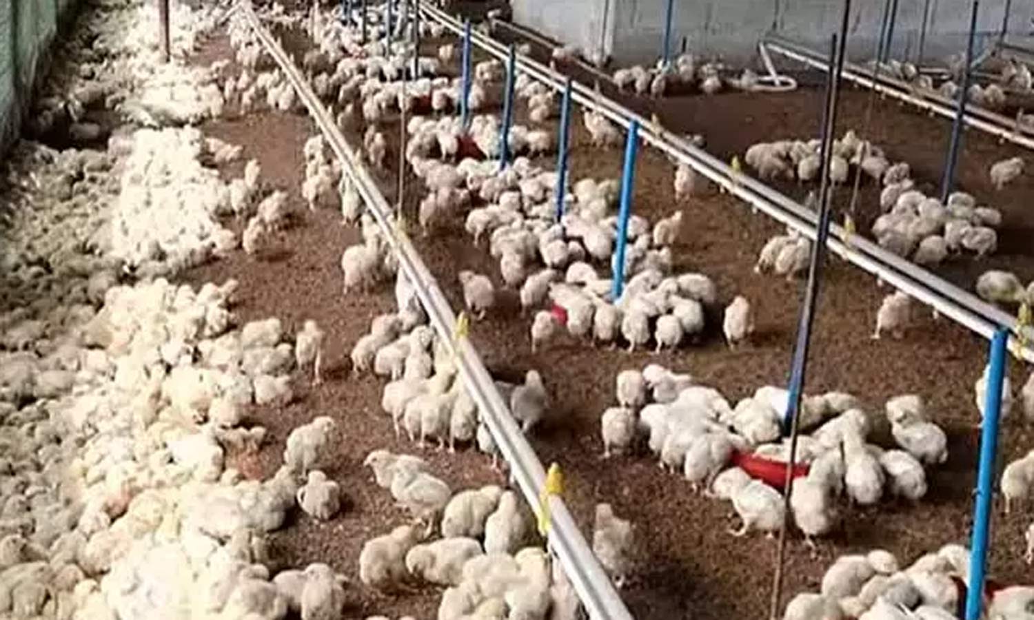 கறிக்கோழி வளர்ப்போர் போராட்டம்: முத்தரப்பு பேச்சுவார்த்தையை ரத்துசெய்த அரசு