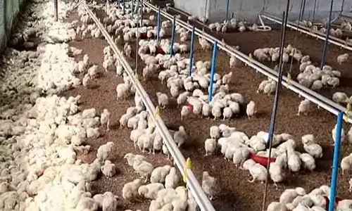 கறிக்கோழி வளர்ப்போர் போராட்டம்: முத்தரப்பு பேச்சுவார்த்தையை ரத்துசெய்த அரசு