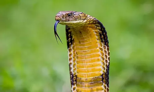 பாம்பின் விஷம் இத்தனை கோடியா? கடத்தி வந்த 7 பேர் கைது