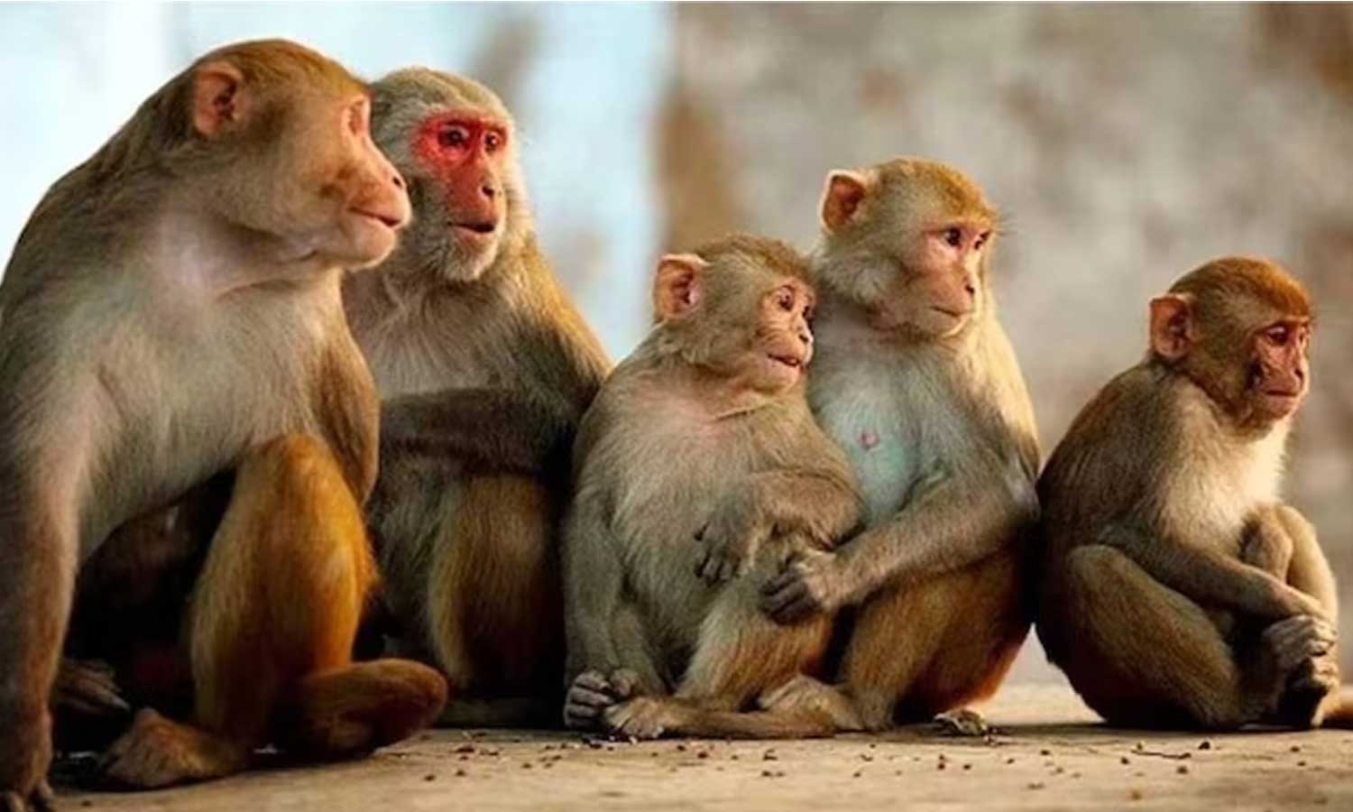 தெலுங்கானாவில் விஷம் குடித்து 15 குரங்குகள் பலி - 80 குரங்குகள் கவலைக்கிடம்