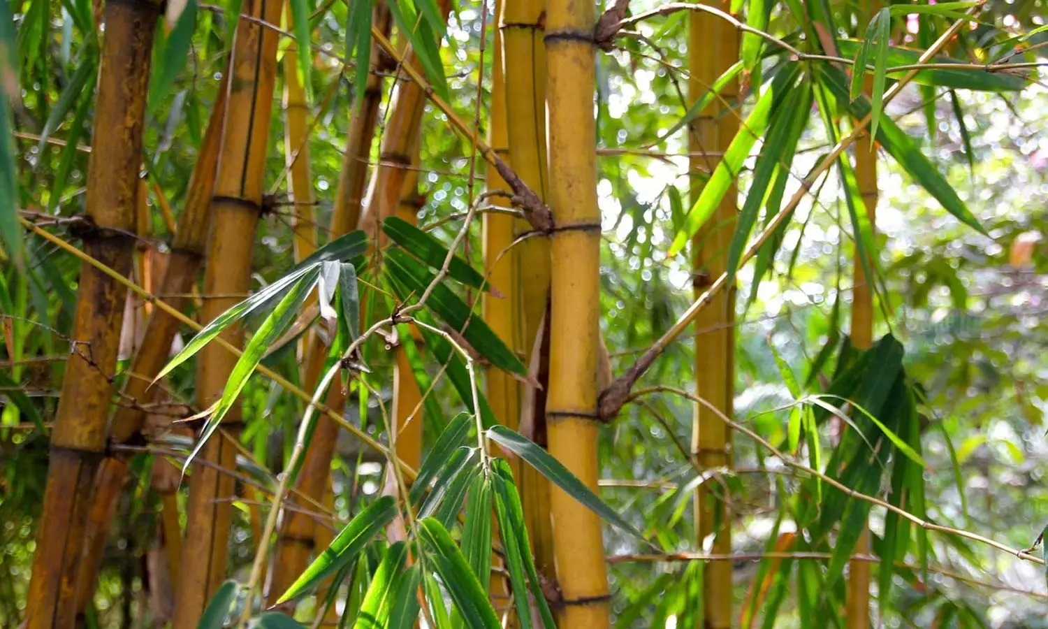 வீட்டில்-மூங்கில்-செடி-இருக்கா?...-தப்பித்தவறி-கூட-இந்த-தவறை-செய்யாதீர்கள்