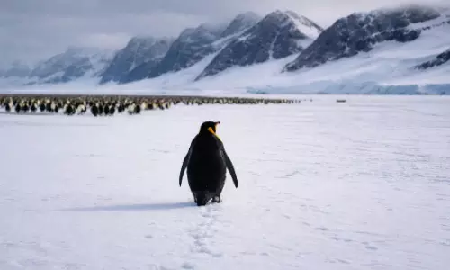 என் வழி தனி வழி.. இணையத்தை கலக்கும் ஒற்றைப் பென்குயின் வீடியோ - என்னதான் அர்த்தம்?