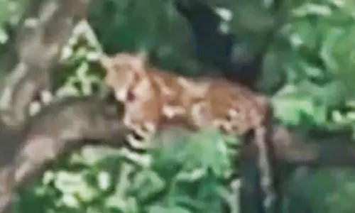 பண்ணாரி சாலையோரம் மரத்தின் மீது அமர்ந்திருந்த சிறுத்தையால் வாகன ஓட்டிகள் அதிர்ச்சி