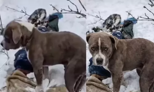 உணவின்றி, உறக்கமின்றி ஒரு காவல்: உரிமையாளருக்காக  பனிமலையில் பாசக் காவியம் நடத்திய பிட்புல்!