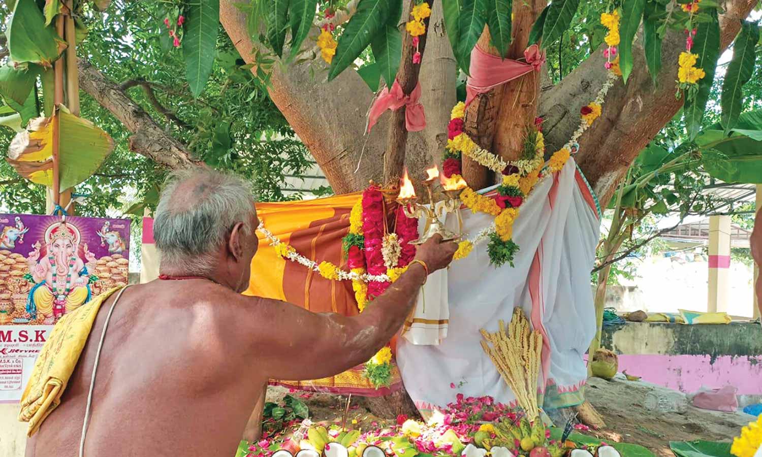 மூலைக்கரைப்பட்டியில் அரச, வேப்ப மரங்களுக்கு திருமணம்- பக்தர்கள் வினோத வழிபாடு