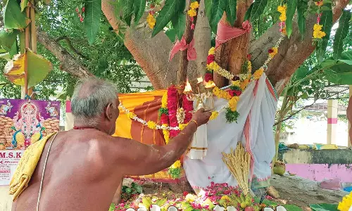மூலைக்கரைப்பட்டியில் அரச, வேப்ப மரங்களுக்கு திருமணம்- பக்தர்கள் வினோத வழிபாடு