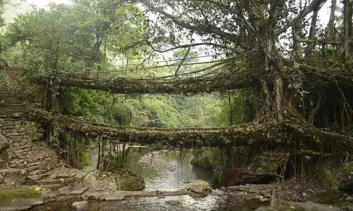 மேகாலயாவின் வாழும் வேர் பாலங்களை யுனெஸ்கோ அங்கீகரிக்க இந்தியா பரிந்துரை