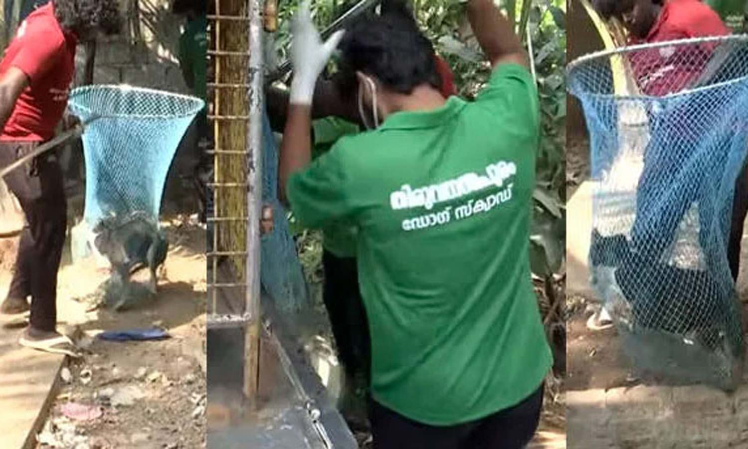 திருவனந்தபுரத்தில் ஒரே வீட்டில் 70 தெருநாய்களை சட்டவிரோதமாக வளர்த்த பெண் போலீஸ்