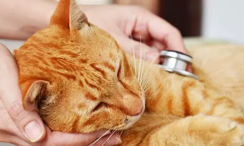 பூனைக்கு ரூ.1 லட்சம் செலவு செய்து அறுவை சிகிச்சை- டாக்டர் மீது பெண் பரபரப்பு புகார்