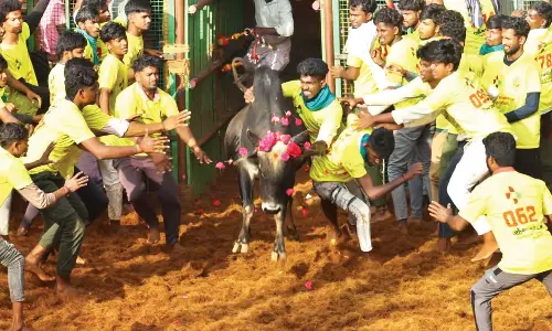 தஞ்சை அருகே மாதாக்கோட்டையில் ஜல்லிக்கட்டு போட்டி: சீறிப்பாய்ந்த காளைகளை அடக்கிய வீரர்கள்