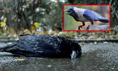 கொத்து கொத்தாக இறந்துபோகும் காகங்கள்... கையால் தொடாதீர்கள் என மக்களுக்கு எச்சரிக்கை