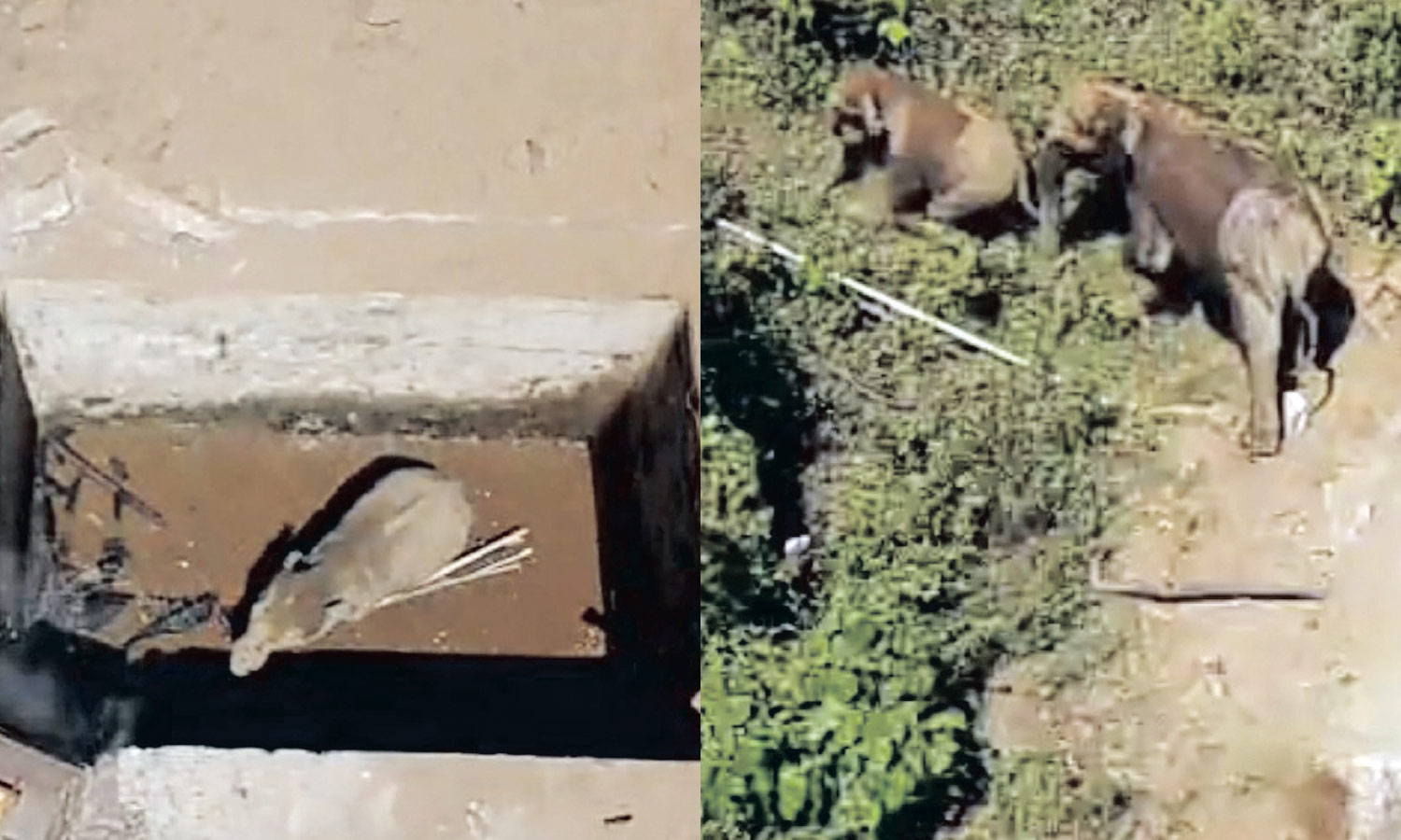 குடிநீர் தொட்டிக்குள் விழுந்த குட்டி யானை -  10 மணிநேரம் போராடி மீட்ட வனத்துறையினர்