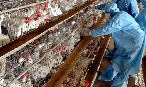 பறவைக் காய்ச்சல் எதிரொலி- கோழிப்பண்ணைகளில் தீவிர பாதுகாப்பு நடவடிக்கை