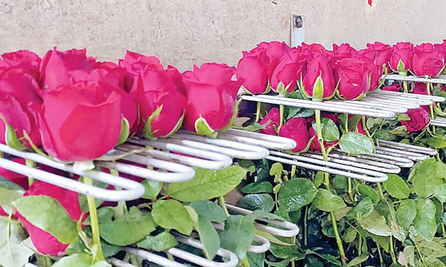 ஓசூர் ரோஜா பூக்களுக்கு வரவேற்பு அதிகரிப்பு- தினசரி 10 லட்சம் மலர்கள் அனுப்பிவைப்பு