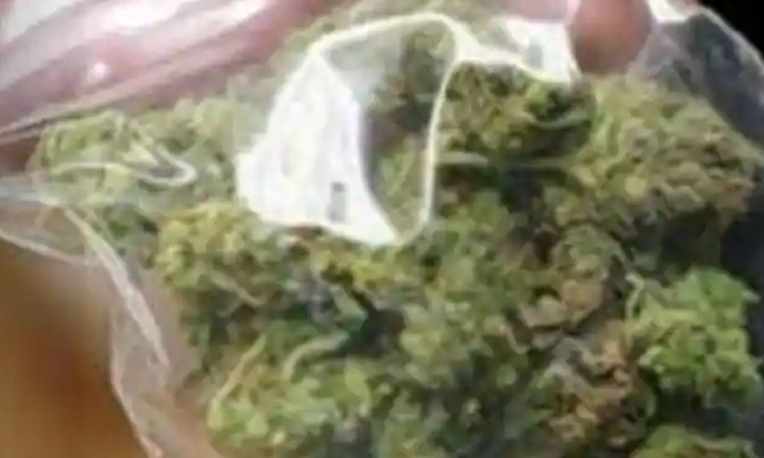 பிளஸ்-2 மாணவரின் புத்தகப்பையில் கஞ்சா: திருப்பூர் அரசு பள்ளியில் கல்வி அதிகாரிகள் அதிரடி விசாரணை